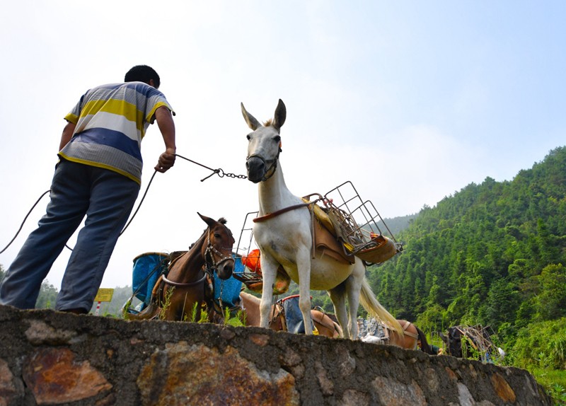 克山县骡马运输